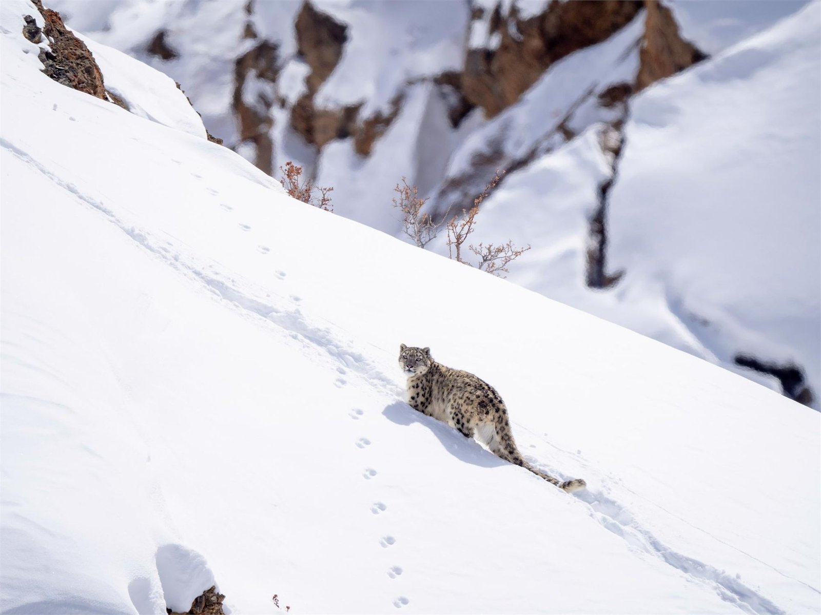 A snow leopard crossing deep snow in Ladakh