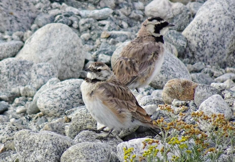 A pair of horned larks on the stony ground of the high plateau